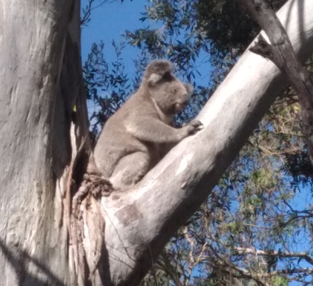A koala in a eucalypt on the property